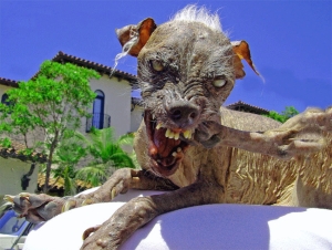 Really Ugly Dog